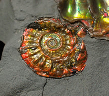 Load image into Gallery viewer, Rainbow iridescent popped Caloceras display ammonite fossil
