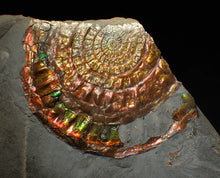 Load image into Gallery viewer, Rainbow iridescent popped Caloceras display ammonite fossil
