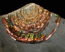 Load image into Gallery viewer, Rainbow iridescent popped Caloceras display ammonite fossil
