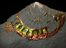 Load image into Gallery viewer, Rainbow iridescent popped Caloceras display ammonite fossil
