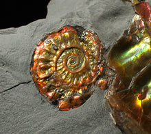 Load image into Gallery viewer, Rainbow iridescent popped Caloceras display ammonite fossil
