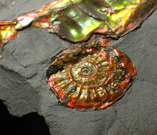 Load image into Gallery viewer, Rainbow iridescent popped Caloceras display ammonite fossil
