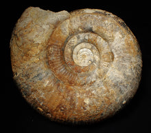 Load image into Gallery viewer, Large uncommon 183mm Leptosphinctes ammonite display fossil
