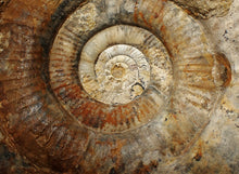 Load image into Gallery viewer, Large uncommon 183mm Leptosphinctes ammonite display fossil
