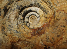 Load image into Gallery viewer, Large uncommon 183mm Leptosphinctes ammonite display fossil
