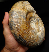 Load image into Gallery viewer, Large uncommon 183mm Leptosphinctes ammonite display fossil
