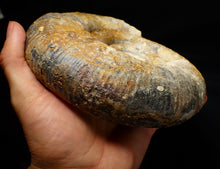 Load image into Gallery viewer, Large uncommon 183mm Leptosphinctes ammonite display fossil
