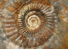 Load image into Gallery viewer, Large 255mm Parkinsonia (Durotrigensia) dorsetensis ammonite display fossil
