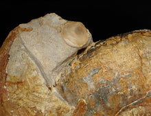Load image into Gallery viewer, Large 255mm Parkinsonia (Durotrigensia) dorsetensis ammonite display fossil
