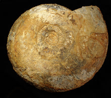 Load image into Gallery viewer, Large 255mm Parkinsonia (Durotrigensia) dorsetensis ammonite display fossil
