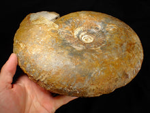 Load image into Gallery viewer, Large 255mm Parkinsonia (Durotrigensia) dorsetensis ammonite display fossil
