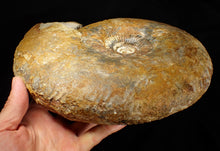 Load image into Gallery viewer, Large 255mm Parkinsonia (Durotrigensia) dorsetensis ammonite display fossil
