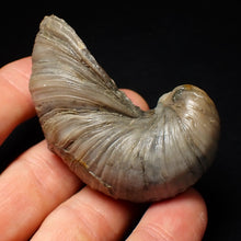 Load image into Gallery viewer, Large complete Gryphaea "Devil's toenail" bivalve fossil 60mm
