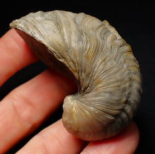 Load image into Gallery viewer, Large complete Gryphaea "Devil's toenail" bivalve fossil 60mm
