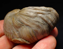 Load image into Gallery viewer, Large complete Gryphaea "Devil's toenail" bivalve fossil 60mm
