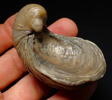 Load image into Gallery viewer, Large complete Gryphaea "Devil's toenail" bivalve fossil 60mm
