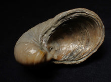 Load image into Gallery viewer, Large complete Gryphaea "Devil's toenail" bivalve fossil 60mm
