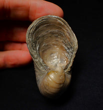 Load image into Gallery viewer, Large complete Gryphaea "Devil's toenail" bivalve fossil 60mm
