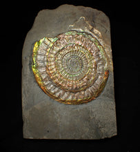 Load image into Gallery viewer, Big complete rainbow iridescent Caloceras display ammonite fossil (97mm)

