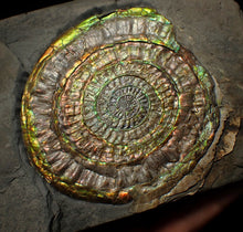 Load image into Gallery viewer, Big complete rainbow iridescent Caloceras display ammonite fossil (97mm)
