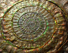 Load image into Gallery viewer, Big complete rainbow iridescent Caloceras display ammonite fossil (97mm)
