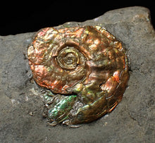 Load image into Gallery viewer, Juvenile red iridescent Psiloceras ammonite fossil (20mm)
