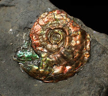 Load image into Gallery viewer, Juvenile red iridescent Psiloceras ammonite fossil (20mm)
