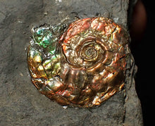 Load image into Gallery viewer, Juvenile red iridescent Psiloceras ammonite fossil (20mm)
