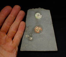 Load image into Gallery viewer, Iridescent multi-Psiloceras ammonite display fossil
