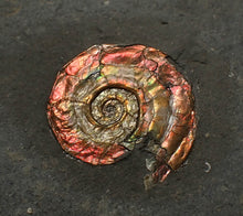 Load image into Gallery viewer, Iridescent multi-Psiloceras ammonite display fossil
