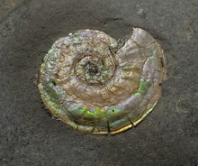 Load image into Gallery viewer, Iridescent multi-Psiloceras ammonite display fossil
