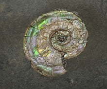 Load image into Gallery viewer, Iridescent multi-Psiloceras ammonite display fossil
