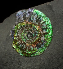 Load image into Gallery viewer, Juvenile green iridescent Caloceras display ammonite fossil 17mm
