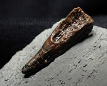 Load image into Gallery viewer, Jurassic ichthyosaur tooth from Lyme Regis (18mm)
