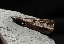 Load image into Gallery viewer, Jurassic ichthyosaur tooth from Lyme Regis (18mm)
