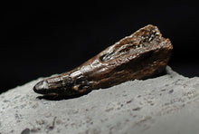 Load image into Gallery viewer, Jurassic ichthyosaur tooth from Lyme Regis (18mm)
