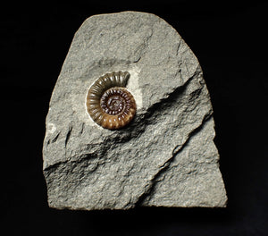 Calcite Promicroceras ammonite display piece (22 mm)