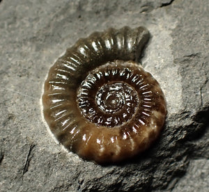 Calcite Promicroceras ammonite display piece (22 mm)