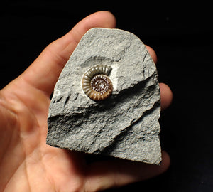 Calcite Promicroceras ammonite display piece (22 mm)