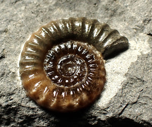 Calcite Promicroceras ammonite display piece (22 mm)