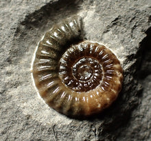 Load image into Gallery viewer, Calcite Promicroceras ammonite display piece (22 mm)
