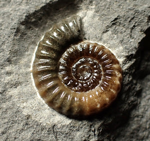 Calcite Promicroceras ammonite display piece (22 mm)