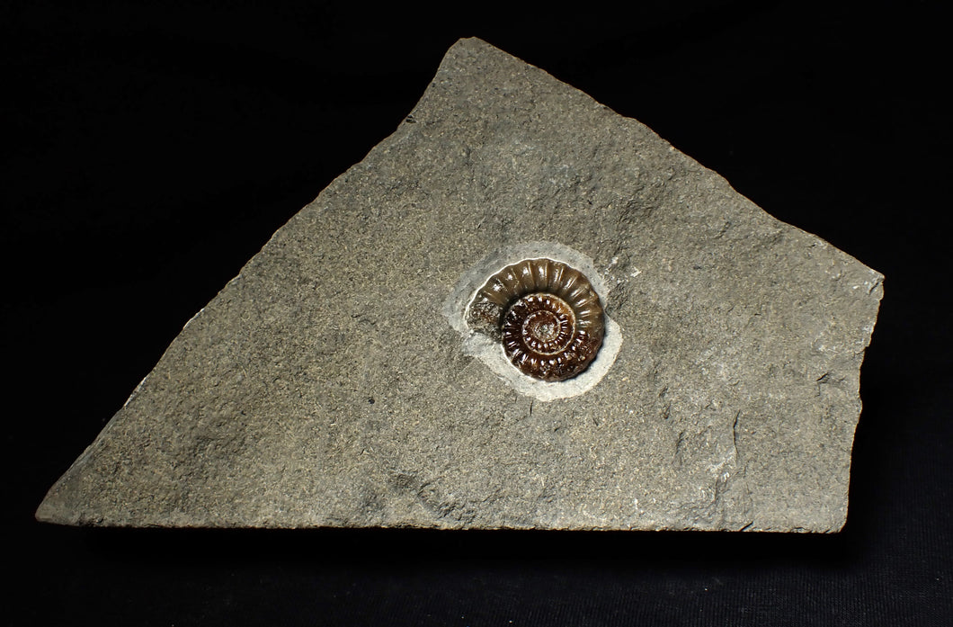 Calcite Promicroceras ammonite display piece (26 mm)