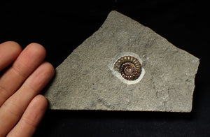 Calcite Promicroceras ammonite display piece (26 mm)