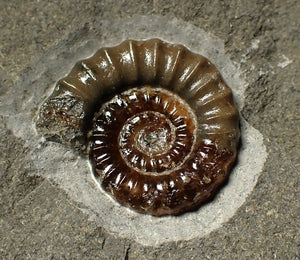 Calcite Promicroceras ammonite display piece (26 mm)