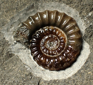 Calcite Promicroceras ammonite display piece (26 mm)