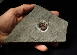 Calcite Promicroceras ammonite display piece (26 mm)