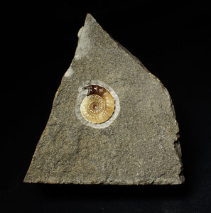 Calcite Promicroceras ammonite display piece (23 mm)