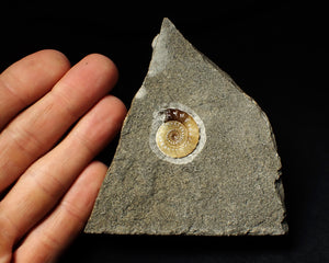 Calcite Promicroceras ammonite display piece (23 mm)