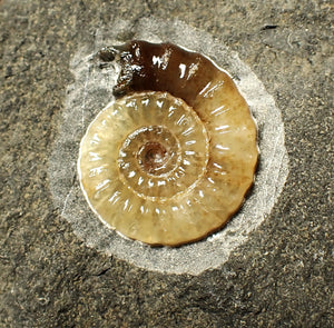 Calcite Promicroceras ammonite display piece (23 mm)